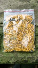 OSMOCOTE 13:13:13 (MADE IN THAILAND)