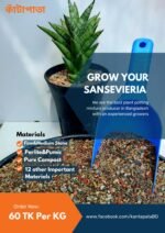 SANSEVIERIA MEDIA-1KG