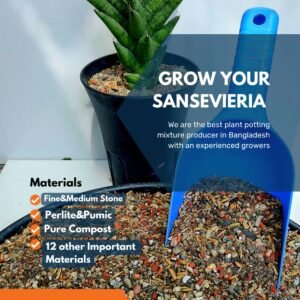 SANSEVIERIA MEDIA-1KG