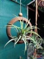 Air Plant on Wooden Ring